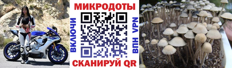 Галлюциногенные грибы Psilocybine cubensis Дивногорск